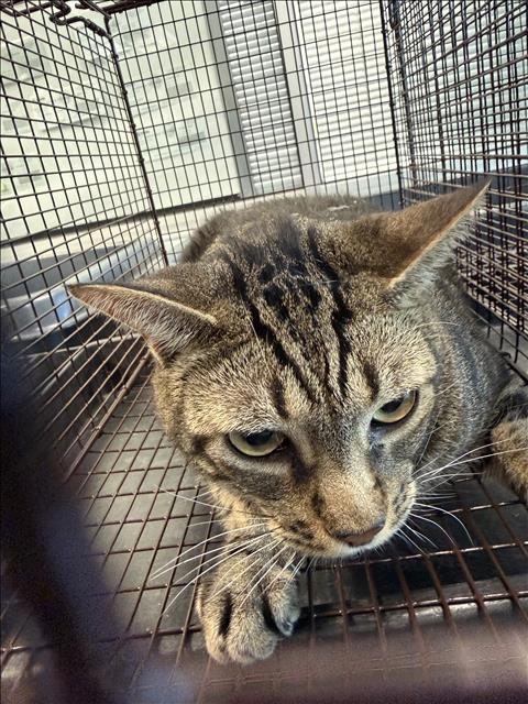 Shelter Stray Male Cat last seen , West Valley Animal Shelter, 20655 Plummer St, Chatsworth, CA 91311, USA