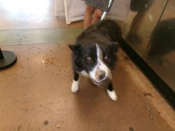 Shelter Stray Female Dog last seen , 14409 Vanowen St, Van Nuys, CA 91405, USA