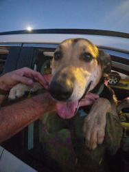 Reunited Female Dog last seen Jennings vista trail, Lakeside, CA 92040