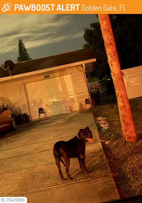Found/Stray Unknown Dog last seen 43rd southwest Naples in golden gate by sunset blvd, Golden Gate, FL 34116