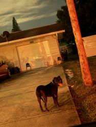 Found/Stray Unknown Dog last seen 43rd southwest Naples in golden gate by sunset blvd, Golden Gate, FL 34116