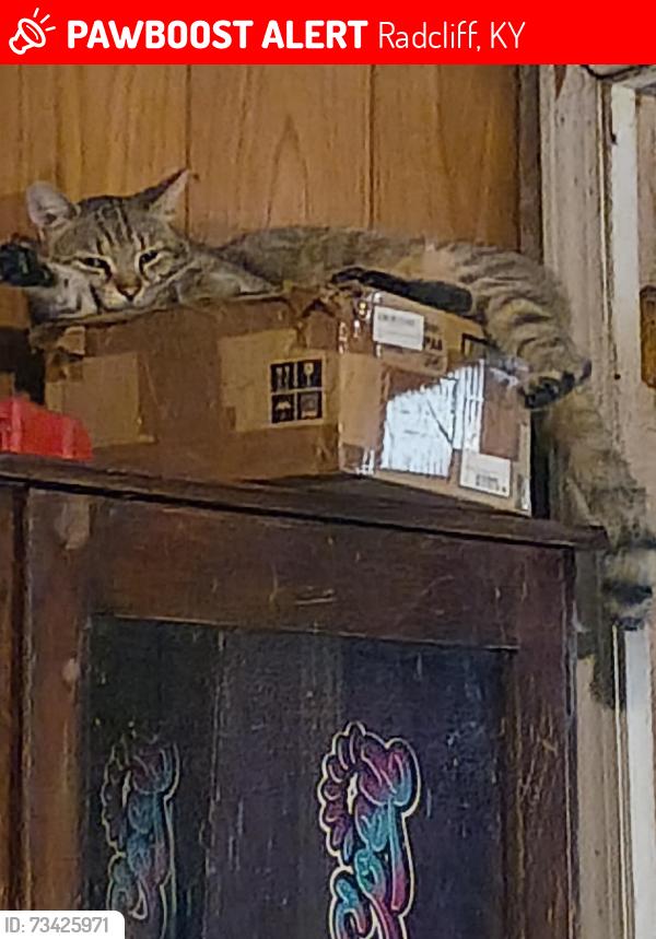 Lost Male Cat last seen Laundry mat, radcliff ky 31W, Radcliff, KY 40160