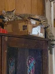 Lost Male Cat last seen Laundry mat, radcliff ky 31W, Radcliff, KY 40160