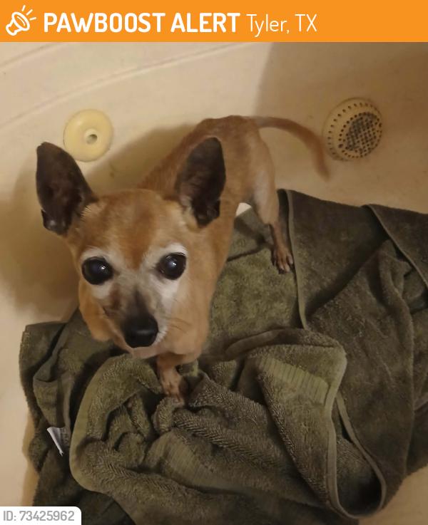 Found/Stray Male Dog last seen Unknown, Tyler, TX 75709