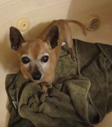Found/Stray Male Dog last seen Unknown, Tyler, TX 75709
