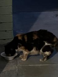 Found/Stray Unknown Cat last seen Jackson and Regina Beverly hills, Beverly Hills, FL 34465