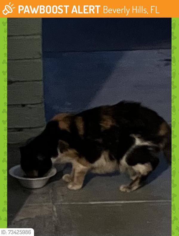 Found/Stray Unknown Cat last seen Jackson and Regina Beverly hills, Beverly Hills, FL 34465
