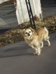Found/Stray Unknown Dog last seen Norman near the back of Colton middle school, Colton, CA 92324