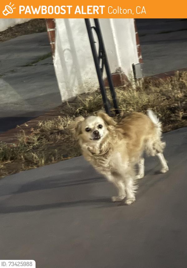 Found/Stray Unknown Dog last seen Norman near the back of Colton middle school, Colton, CA 92324