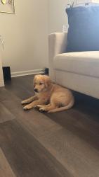 Reunited Male Dog last seen Oakland rd, McDonough, GA 30253