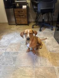 Reunited Male Dog last seen Rose Ave, Los Angeles, CA, USA, Los Angeles, CA 90066