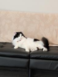 Lost Female Cat last seen Hugo Road Conway SC, Conway, SC 29527