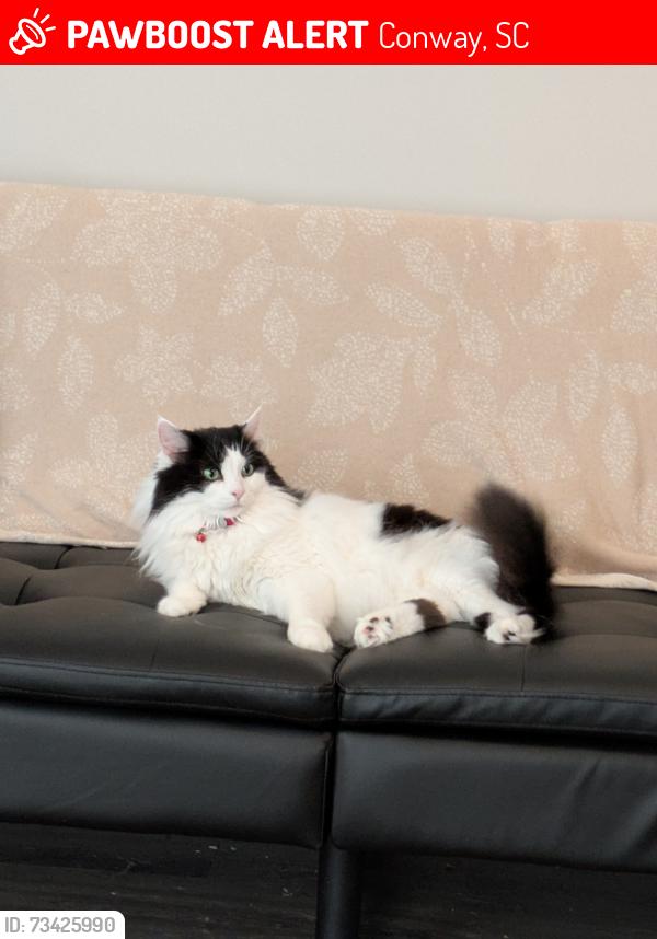 Lost Female Cat last seen Hugo Road Conway SC, Conway, SC 29527