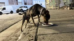 Found/Stray Male Dog last seen 23rd ave bridge, Oakland, CA 94606