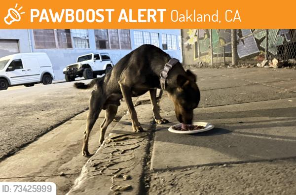 Found/Stray Male Dog last seen 23rd ave bridge, Oakland, CA 94606