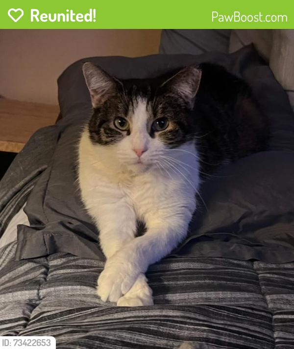 Reunited Female Cat last seen Ditman & Brill Street, Philadelphia, PA 19124