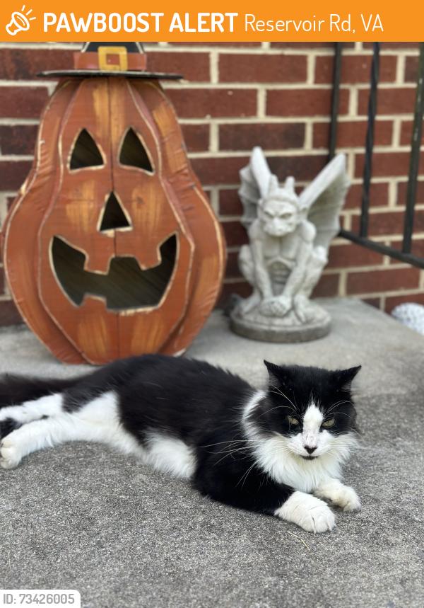 Found/Stray Male Cat last seen Reservoir Rd, Reservoir Rd, VA 24019