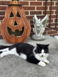 Found/Stray Male Cat last seen Reservoir Rd, Reservoir Rd, VA 24019