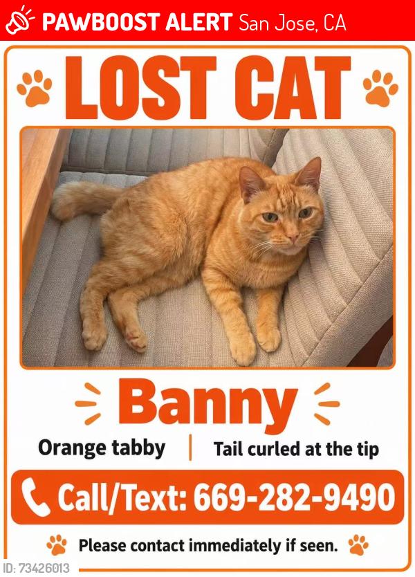 Lost Male Cat last seen Revere Ave, San Jose, San Jose, CA 95118