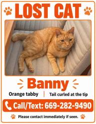 Lost Male Cat last seen Revere Ave, San Jose, San Jose, CA 95118