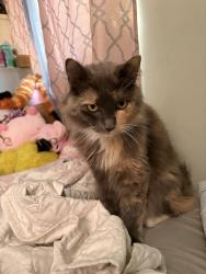Lost Female Cat last seen Near Wadsworth Los Angeles ca 90011, Los Angeles, CA 90002