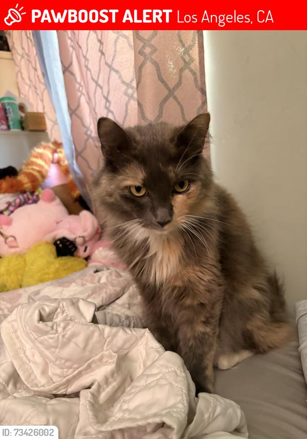 Lost Female Cat last seen Near Wadsworth Los Angeles ca 90011, Los Angeles, CA 90002