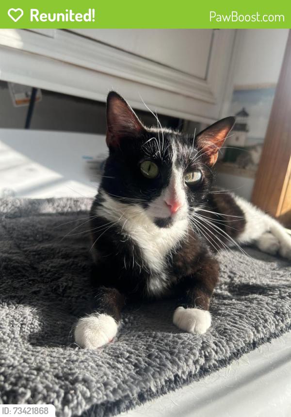 Reunited Female Cat last seen Fields and wooded areas, Oliver Springs, TN 37840