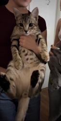 Reunited Male Cat last seen Matthew’s school road, Winder, GA 30680