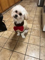 Lost Male Dog last seen State, Huntington Park, CA 90255