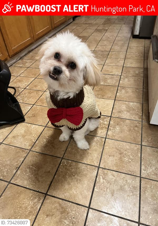 Lost Male Dog last seen State, Huntington Park, CA 90255