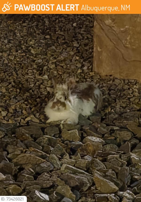 Found/Stray Unknown Rabbit last seen At DSC, Albuquerque, NM 87113
