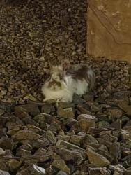 Found/Stray Unknown Rabbit last seen At DSC, Albuquerque, NM 87113