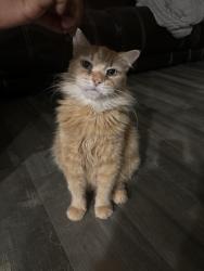 Reunited Male Cat last seen Aquifer ln, Davenport, FL 33837