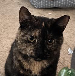Lost Female Cat last seen Goodhue blvd & D street, Lincoln, NE 68508