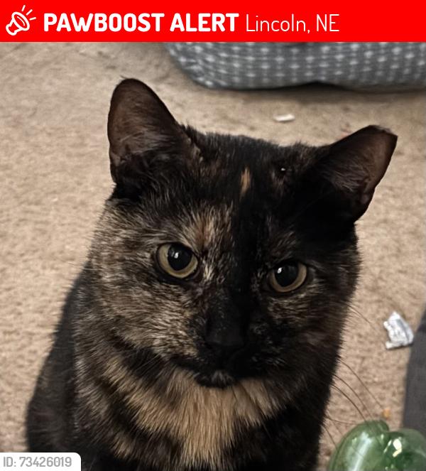 Lost Female Cat last seen Goodhue blvd & D street, Lincoln, NE 68508
