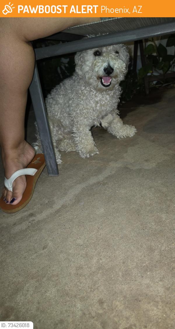 Found/Stray Female Dog last seen 75th Ave and Camelback Rd, Phoenix, AZ 85033