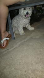 Found/Stray Female Dog last seen 75th Ave and Camelback Rd, Phoenix, AZ 85033
