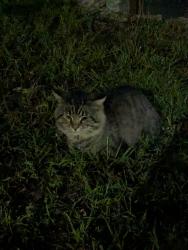 Found/Stray Unknown Cat last seen Riverside and South 5th st, Minneapolis, MN 55454