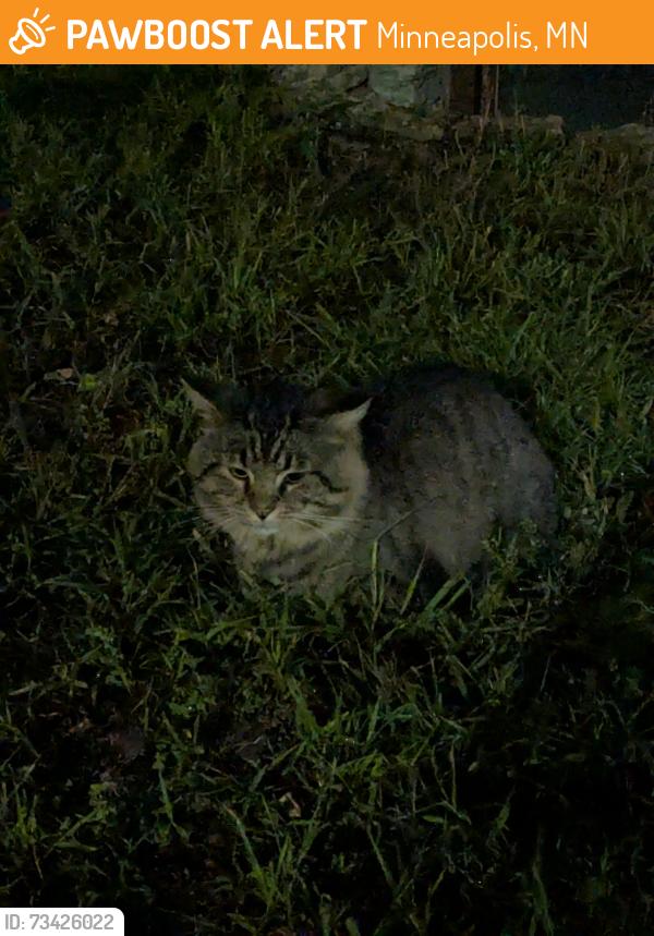 Found/Stray Unknown Cat last seen Riverside and South 5th st, Minneapolis, MN 55454