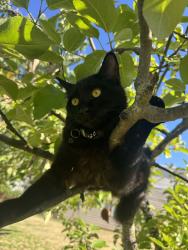 Reunited Female Cat last seen 101st Pl. NE, Kirkland, WA 98034