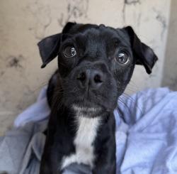 Shelter Stray Male Dog last seen Near Schneple Drive, San Diego, CA, 92126, 5500 Gaines St, San Diego, CA 92110, USA