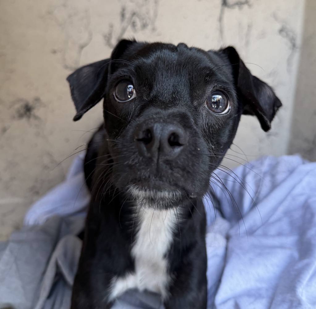 Shelter Stray Male Dog last seen Near Schneple Drive, San Diego, CA, 92126, 5500 Gaines St, San Diego, CA 92110, USA