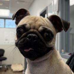 Shelter Stray Female Dog last seen Shawline Street, San Diego, CA, 92111, 5500 Gaines St, San Diego, CA 92110, USA
