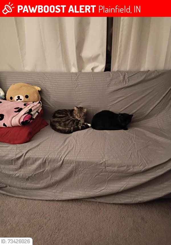 Lost Male Cat last seen Washington Street, Plainfield, IN 46224
