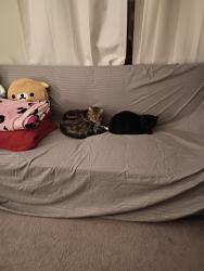 Lost Male Cat last seen Washington Street, Plainfield, IN 46224