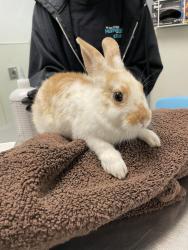 Shelter Stray Female Rabbit last seen Near Gateway Park Drive, San Diego, CA, 92154, 5500 Gaines St, San Diego, CA 92110, USA