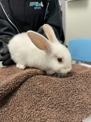 Shelter Stray Female Rabbit last seen Near Gateway Park Drive, San Diego, CA, 92154, 5500 Gaines St, San Diego, CA 92110, USA