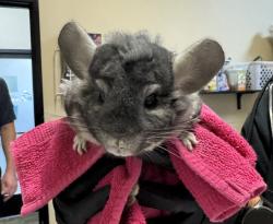 Shelter Stray Male Other last seen Near Tamarack Beach, Carlsbad, CA, 92008, Oceanside, CA 92058, USA