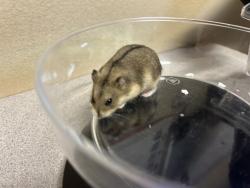 Shelter Stray Male Other last seen ., Oceanside, CA, 92056, Oceanside, CA 92058, USA