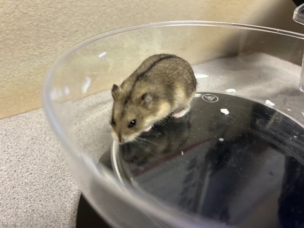 Shelter Stray Male Other last seen ., Oceanside, CA, 92056, Oceanside, CA 92058, USA